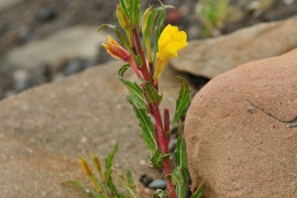 Flora patagónica