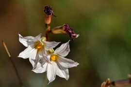 Flora patagónica