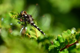 Gomphomacromia paradoxa