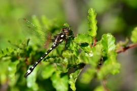 Gomphomacromia paradoxa