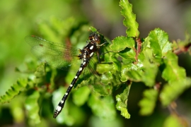 Gomphomacromia paradoxa