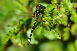Gomphomacromia paradoxa