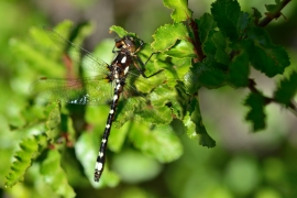 Gomphomacromia paradoxa