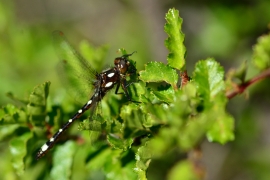 Gomphomacromia paradoxa