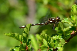 Gomphomacromia paradoxa