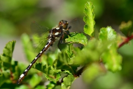 Gomphomacromia paradoxa