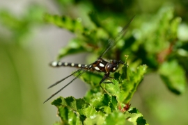 Gomphomacromia paradoxa