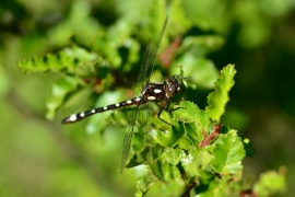 Gomphomacromia paradoxa