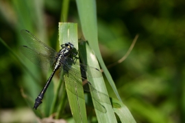 Gomphus vulgatissimus - Gemeine Keiljungfer