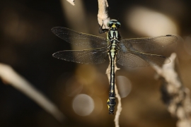 Gomphus vulgatissimus - Gemeine Keiljungfer