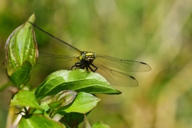 Gomphus vulgatissimus - Gemeine Keiljungfer