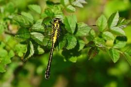 Gomphus vulgatissimus - Gemeine Keiljungfer