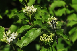 Gomphus vulgatissimus - Gemeine Keiljungfer