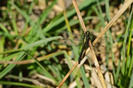 Gomphus vulgatissimus - Gemeine Keiljungfer