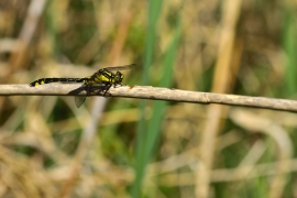 Gomphus vulgatissimus - Gemeine Keiljungfer