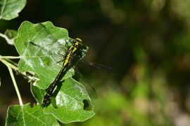 Gomphus vulgatissimus - Gemeine Keiljungfer