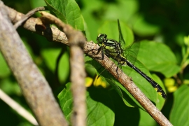 Gomphus vulgatissimus - Gemeine Keiljungfer