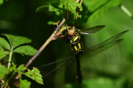 Gomphus vulgatissimus - Gemeine Keiljungfer