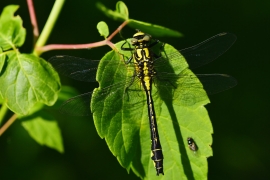 Gomphus vulgatissimus - Gemeine Keiljungfer