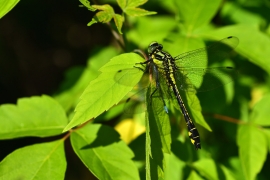 Gomphus vulgatissimus - Gemeine Keiljungfer