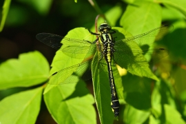 Gomphus vulgatissimus - Gemeine Keiljungfer