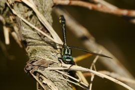 Gomphus vulgatissimus - Gemeine Keiljungfer