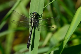 Gomphus vulgatissimus - Gemeine Keiljungfer