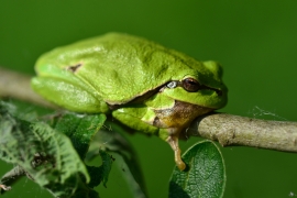 Hyla arborea - Europäischer Laubfrosch