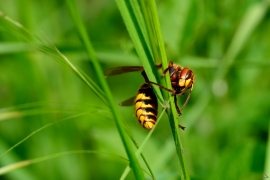 Hymenoptera - Hautflügler