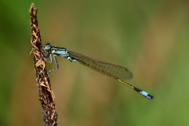 Ischnura elegans - Große Pechlibelle