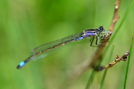 Ischnura elegans - Große Pechlibelle