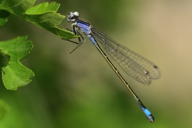 Ischnura elegans - Große Pechlibelle