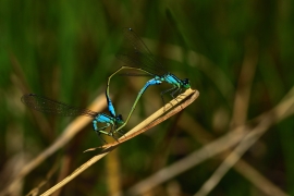 Ischnura elegans - Große Pechlibelle