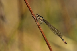 Ischnura elegans - Große Pechlibelle