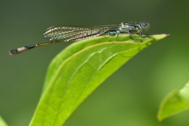 Ischnura elegans - Große Pechlibelle