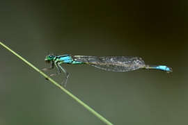 Ischnura elegans - Große Pechlibelle