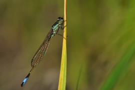 Ischnura elegans - Große Pechlibelle