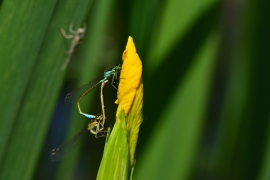 Ischnura elegans - Große Pechlibelle