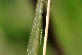 Ischnura elegans - Große Pechlibelle