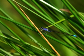 Ischnura elegans - Große Pechlibelle