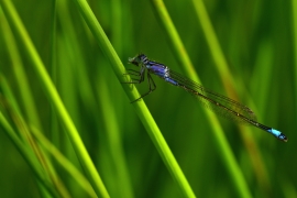 Ischnura elegans - Große Pechlibelle