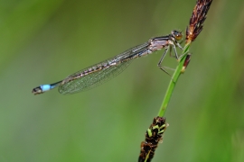 Ischnura elegans - Große Pechlibelle