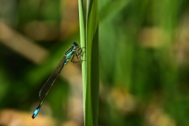 Ischnura elegans - Große Pechlibelle