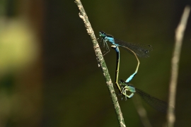 Ischnura elegans - Große Pechlibelle