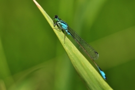 Ischnura elegans - Große Pechlibelle