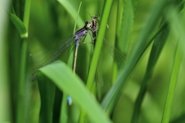 Ischnura elegans - Große Pechlibelle