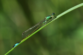 Ischnura elegans - Große Pechlibelle