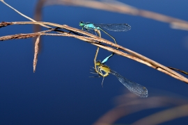 Ischnura elegans - Große Pechlibelle