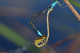 Ischnura elegans - Große Pechlibelle