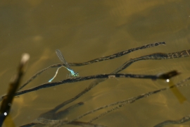 Ischnura elegans - Große Pechlibelle